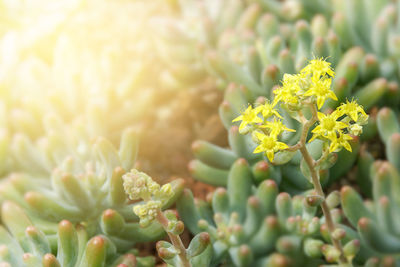 Close-up of yellow flowering plant