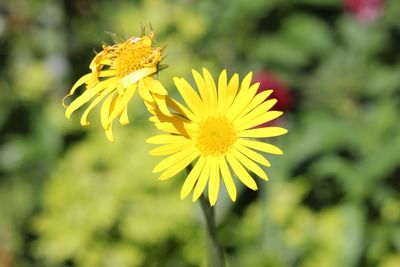 Close-up of yellow flower