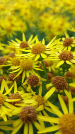 Close-up of yellow flowers blooming outdoors