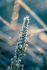 A beautiful frozen wetland grass in the morning light. field of frozen sedge grass in swamp. 