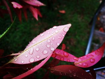 Close-up of wet red leaf