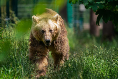 Portrait of an animal on field