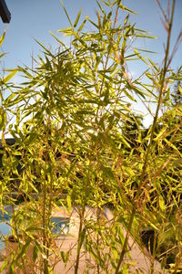 Low angle view of plants against sky