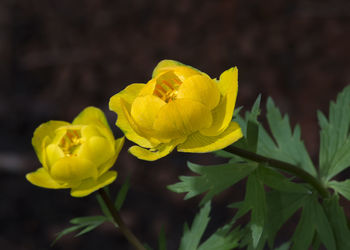 Close-up of yellow flowering plant