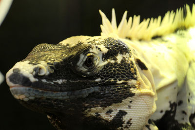 Close-up of a turtle