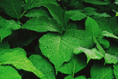 Full frame shot of wet leaves