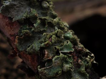 Close-up of dead plant