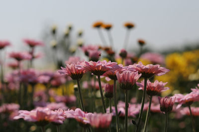 Close-up of pink cosmos flowers blooming against sky