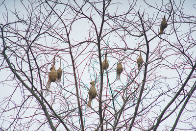 Low angle view of bird perching on bare tree