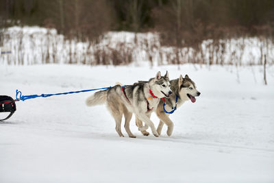 View of a dog on snow