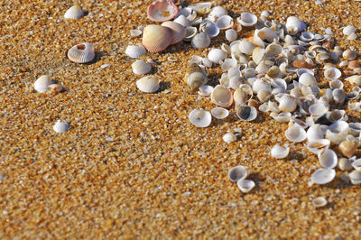 High angle view of seashells at shore