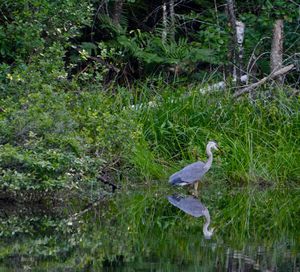 Bird perching on grass by plants