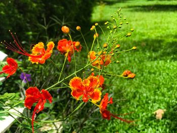 Close-up of flowers