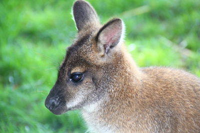 Close-up of rabbit