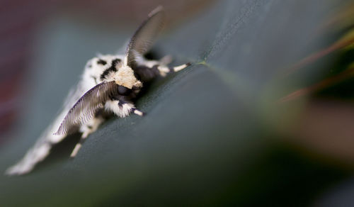 Close-up of lizard