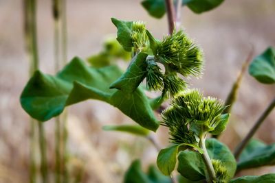 Close-up of green plant
