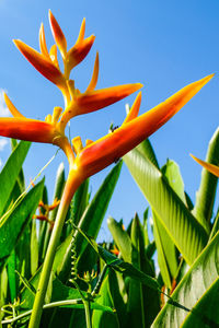 Low angle view of orange flowering plant against sky