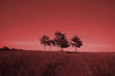 Tree on field against sky during sunset