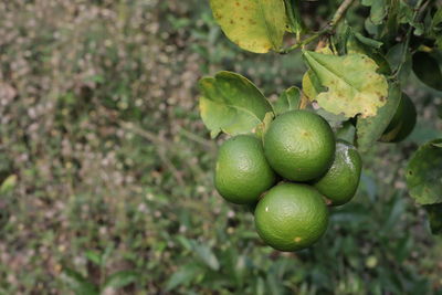 Close-up of fruits on tree