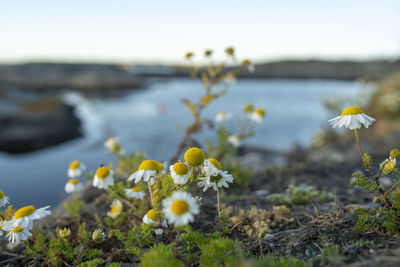 Close-up of yellow flowering plant with a lake in the background