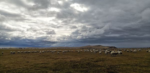 Sheep grazing in a field