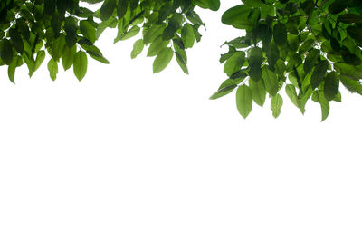 Low angle view of tree against clear sky