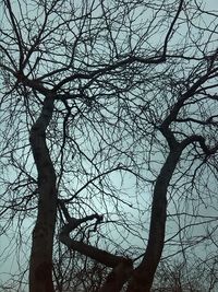 Low angle view of bare trees against sky