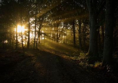 Sunlight streaming through trees in forest