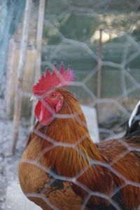 Close-up of rooster