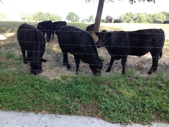 Horse grazing on field