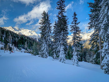 Pine trees on snow covered land against sky