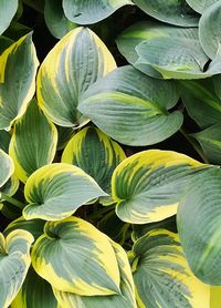 Full frame shot of leaves