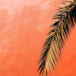 Canary islands travel concept palm and pink wall