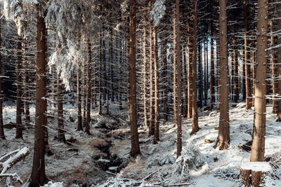 Pine trees in forest during winter