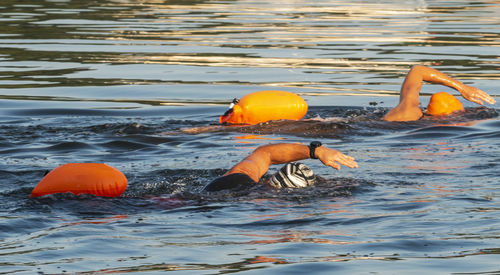 View of fish in sea