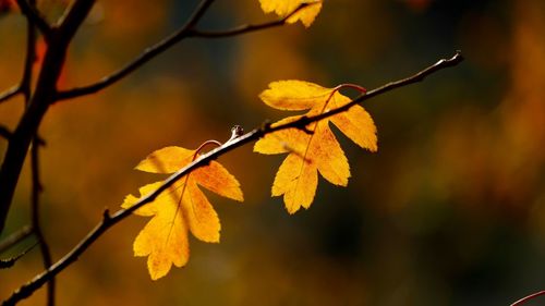 Close-up of yellow maple leaves on branch