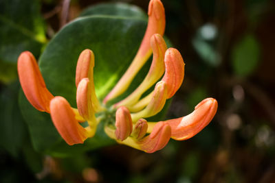 Close-up of orange flower