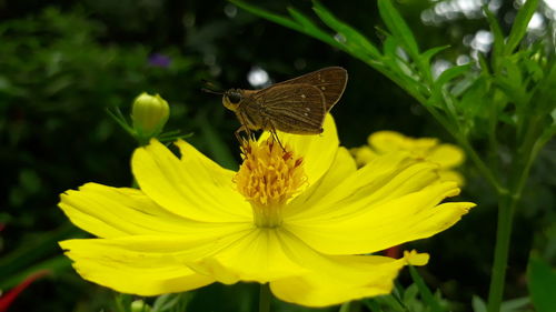 Butterfly on yellow flower