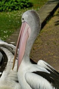 Close-up of a bird