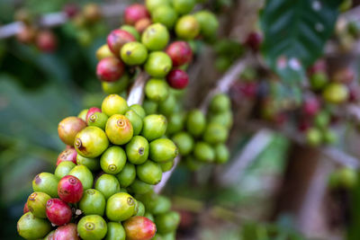 Close-up of berries growing on tree