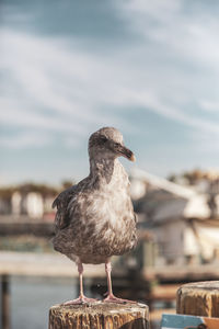 Close-up of seagull perching on a rock