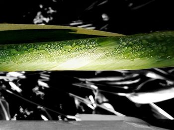 Close-up of water droplets on leaf