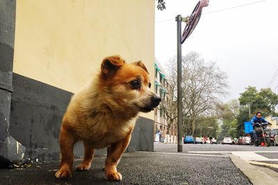 Dog on tree