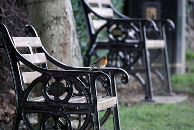 Robin perching on a bench in a park