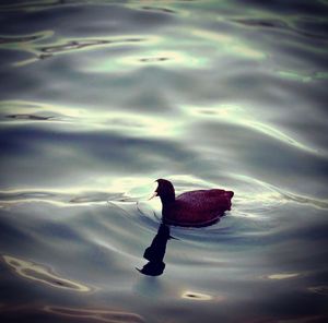 Reflection of woman in water