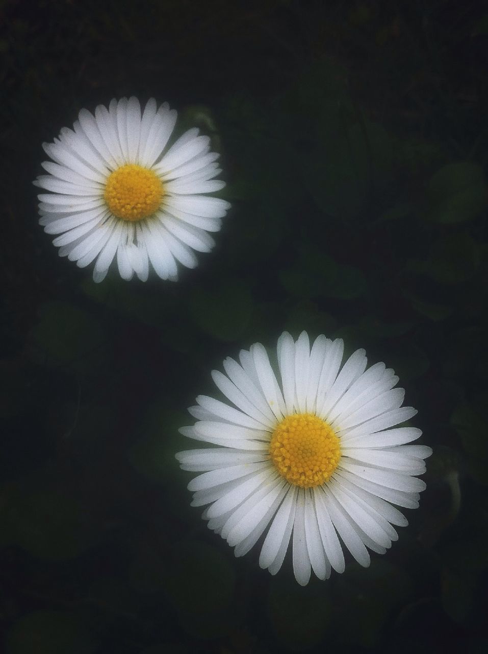 flower, freshness, fragility, flower head, petal, white color, daisy, beauty in nature, growth, close-up, nature, pollen, blooming, black background, plant, white, in bloom, night, blossom, focus on foreground