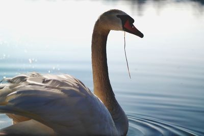 Close-up of swan in lake