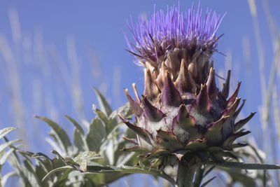 Close-up of thistle plant