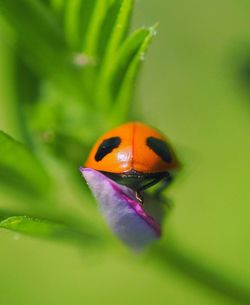 Close-up of ladybug on plant