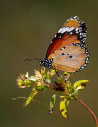 Butterfly on flower